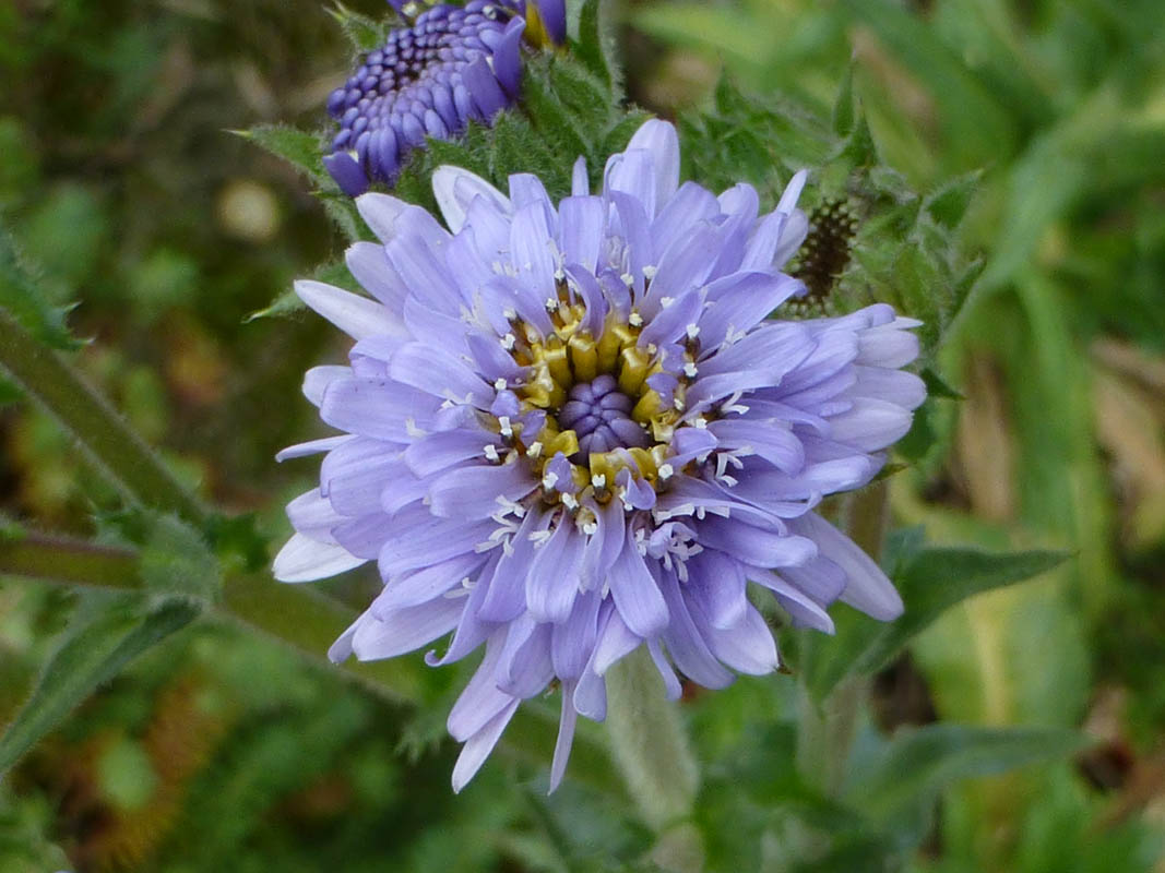 Perezia multiflora photo